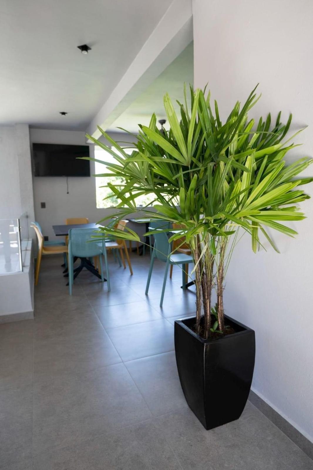 Sophie Hotel Boutique Crucecita  Εξωτερικό φωτογραφία